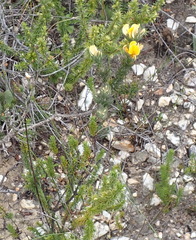 Aspalathus asparagoides