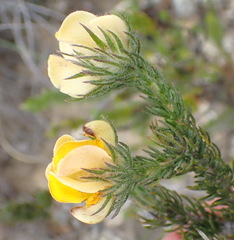 Aspalathus asparagoides