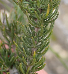 Aspalathus asparagoides