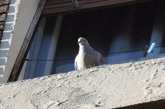 Streptopelia decaocto