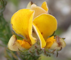 Aspalathus asparagoides