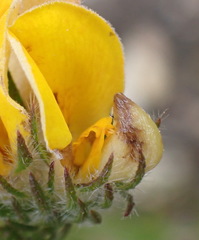 Aspalathus asparagoides