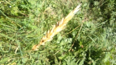 Anthoxanthum odoratum