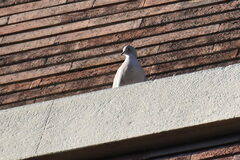 Streptopelia decaocto