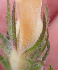 Aspalathus asparagoides