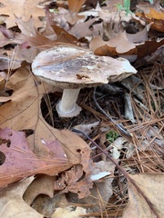 Tricholoma caligatum
