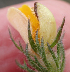 Aspalathus asparagoides