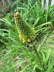 Kniphofia uvaria