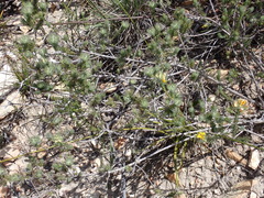 Aspalathus asparagoides