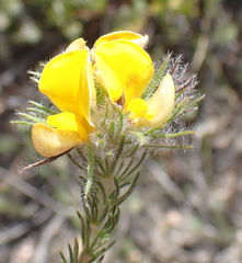Aspalathus asparagoides