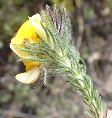Aspalathus asparagoides