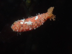 Lissothuria nutriens