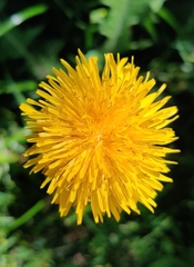 Taraxacum officinale