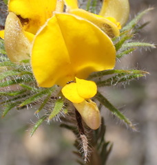 Aspalathus asparagoides