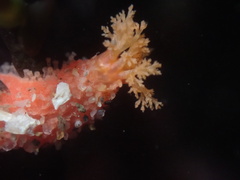 Lissothuria nutriens