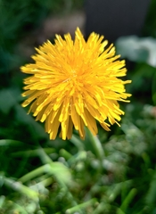 Taraxacum officinale