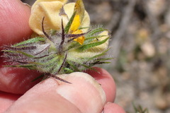 Aspalathus asparagoides