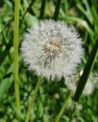 Taraxacum officinale