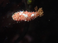 Lissothuria nutriens