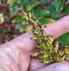 Solidago latissimifolia