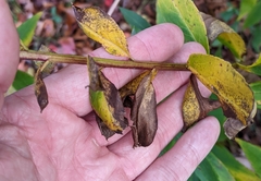 Solidago latissimifolia