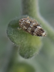 Membracoidea