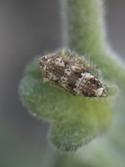 Membracoidea
