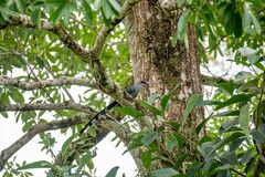 Phaenicophaeus tristis