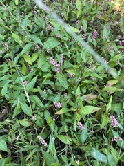 Persicaria longiseta
