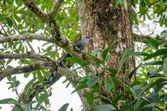 Phaenicophaeus tristis