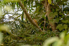 Pycnonotus finlaysoni