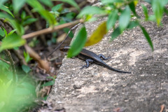 Eutropis