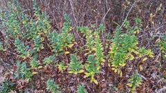 Solidago latissimifolia