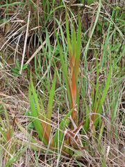 Philydrum lanuginosum