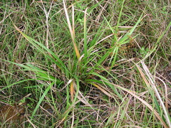 Scirpus ternatanus