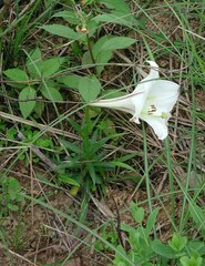 Lilium longiflorum scabrum