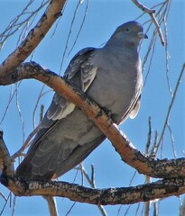 Patagioenas maculosa albipennis