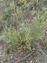 Freylinia densiflora