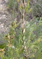 Freylinia densiflora