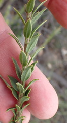 Freylinia densiflora