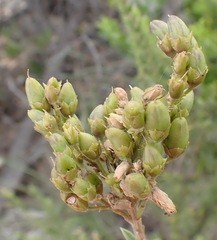 Freylinia densiflora