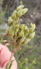 Freylinia densiflora