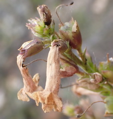 Freylinia densiflora