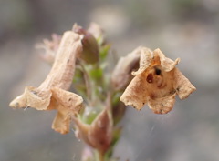 Freylinia densiflora