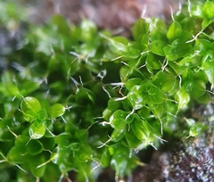 Syntrichia virescens