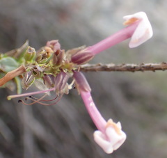 Freylinia densiflora