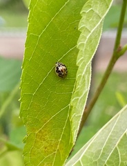 Psyllobora confluens