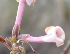 Freylinia densiflora