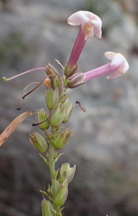 Freylinia densiflora