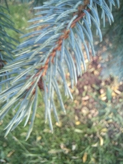 Picea glauca × engelmannii